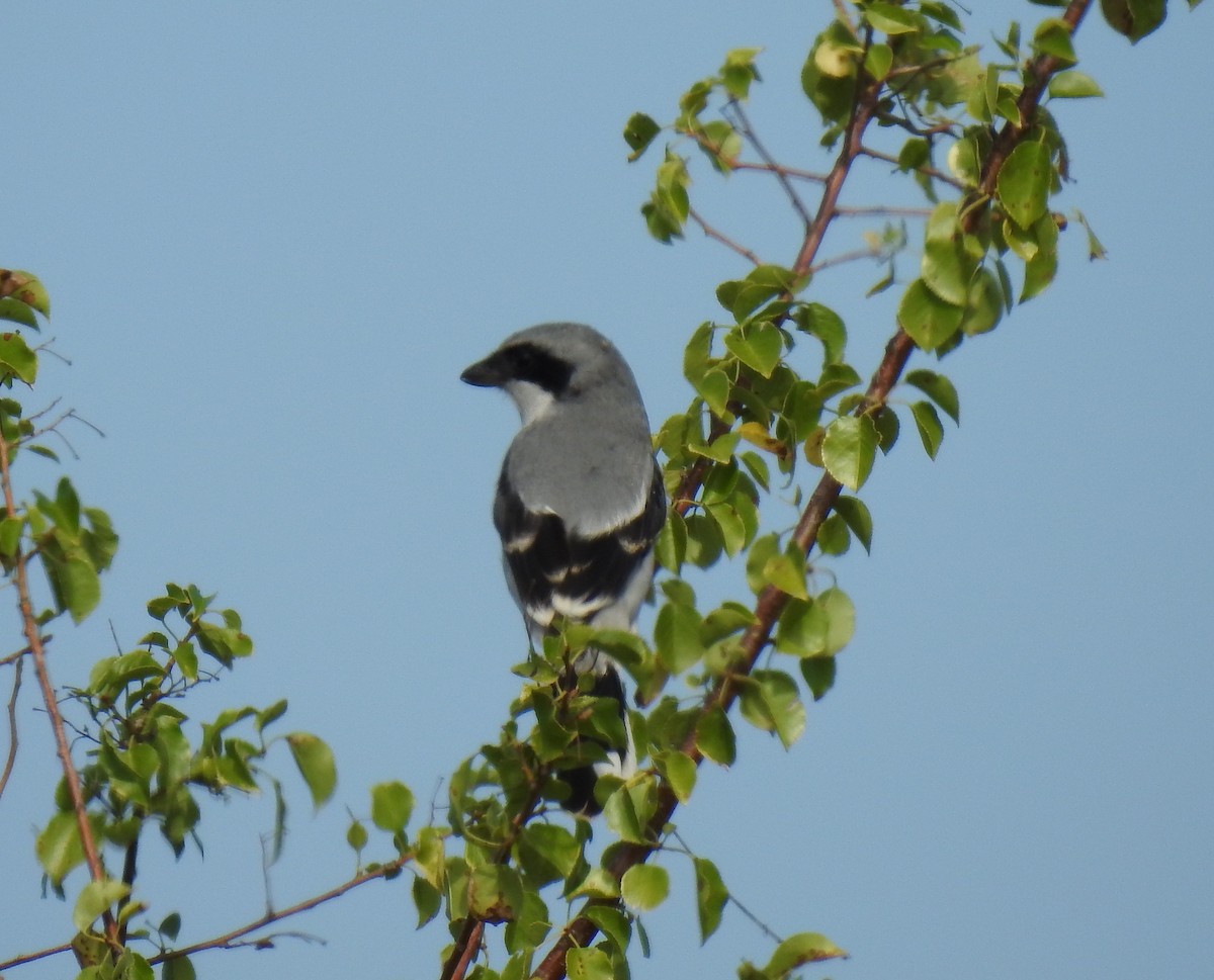 Loggerhead Shrike - Barbara N. Charlton