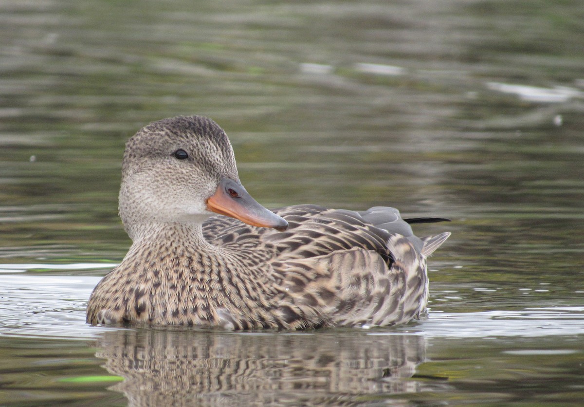 Gadwall - ML366588151