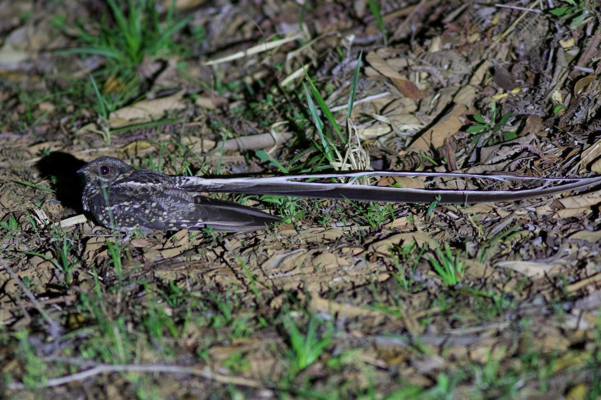 Long-trained Nightjar - Gabriel Leite