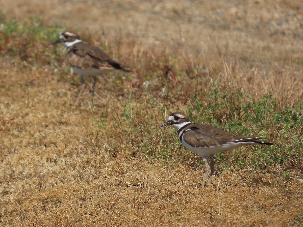 Killdeer - Marjorie Watson