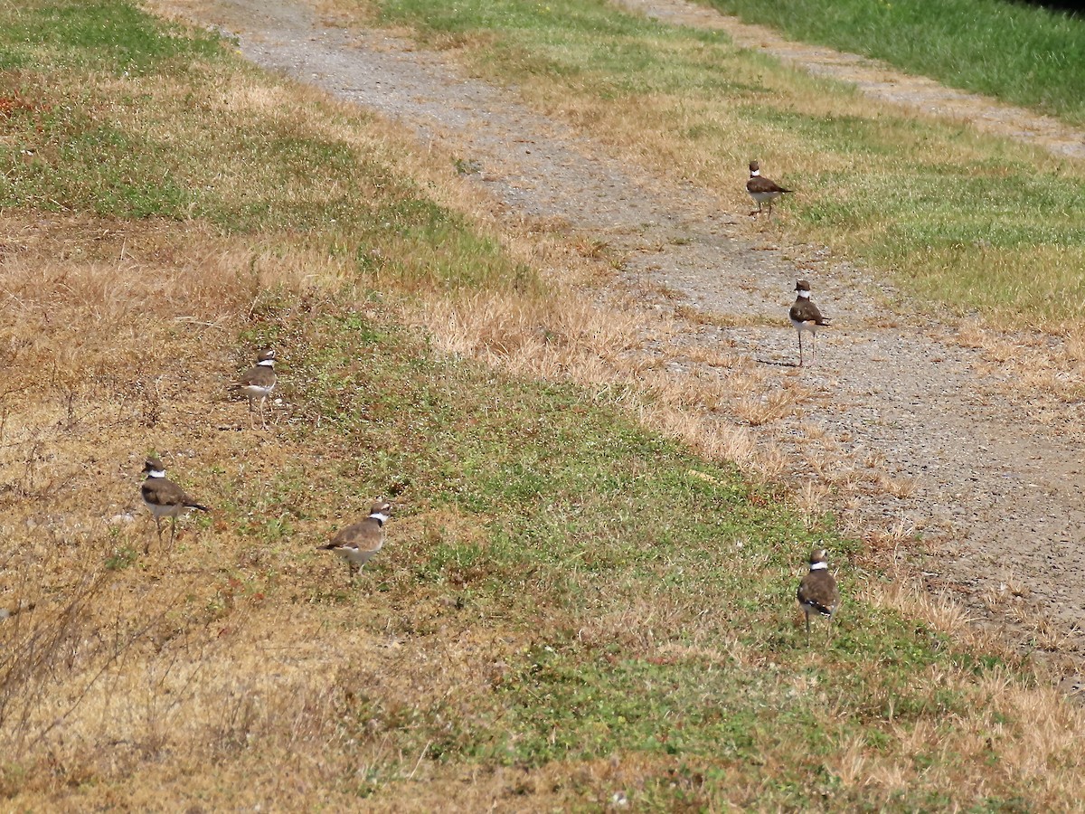 Killdeer - Marjorie Watson