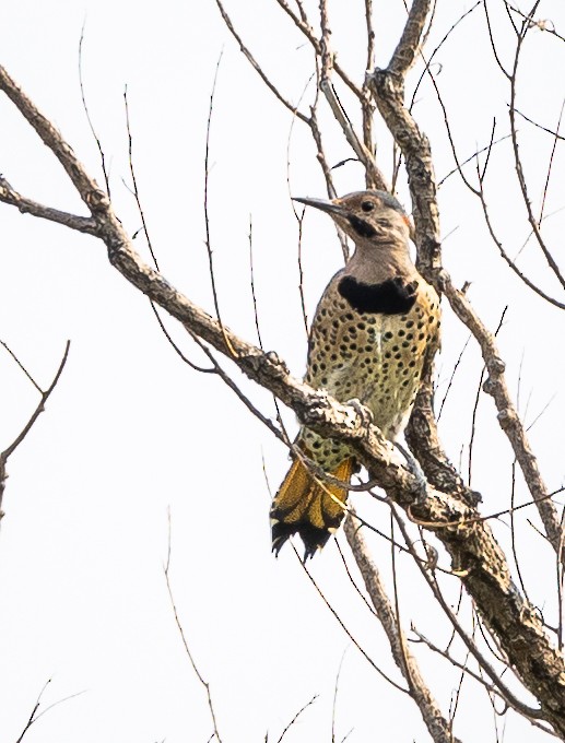 Northern Flicker (Yellow-shafted) - ML366590601