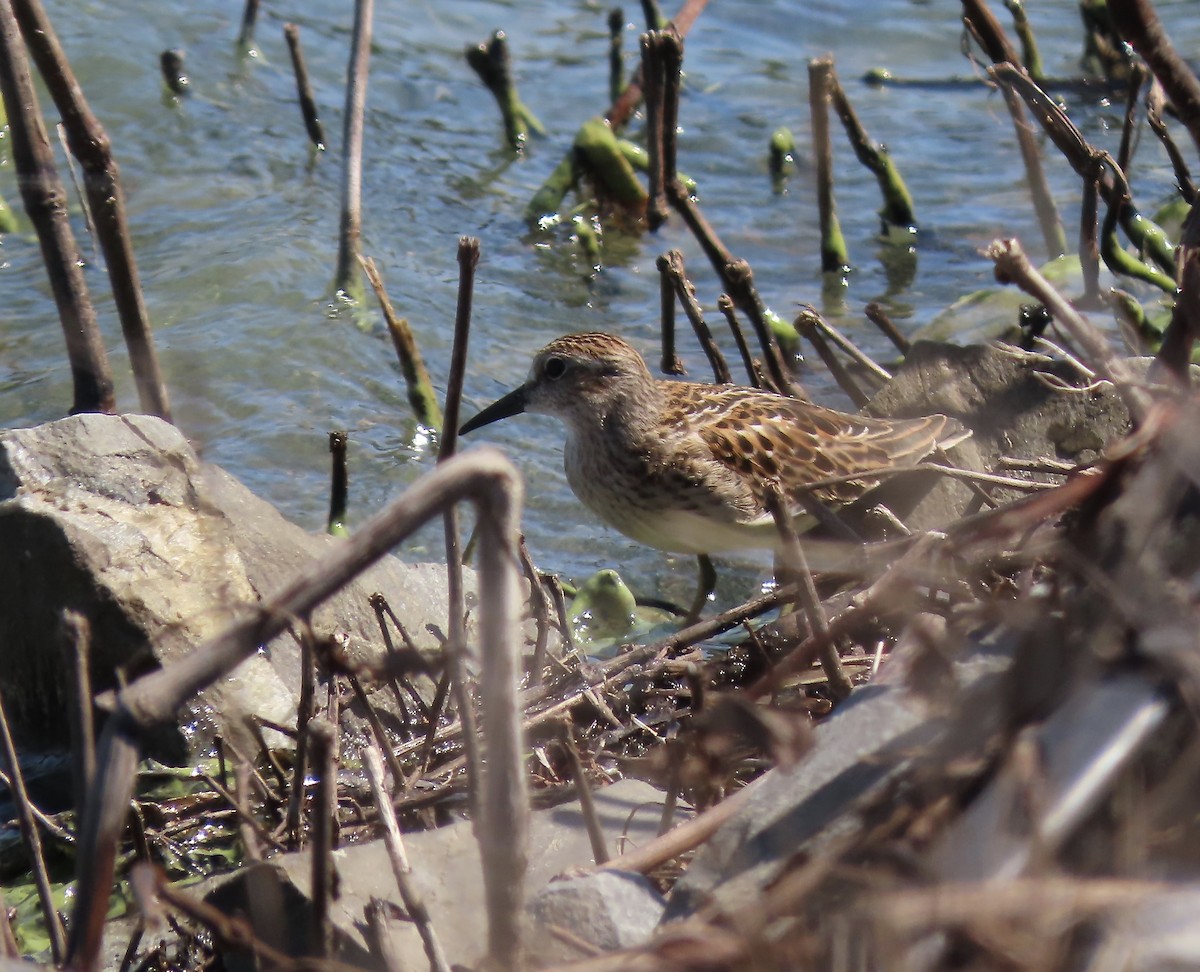 Least Sandpiper - Marjorie Watson