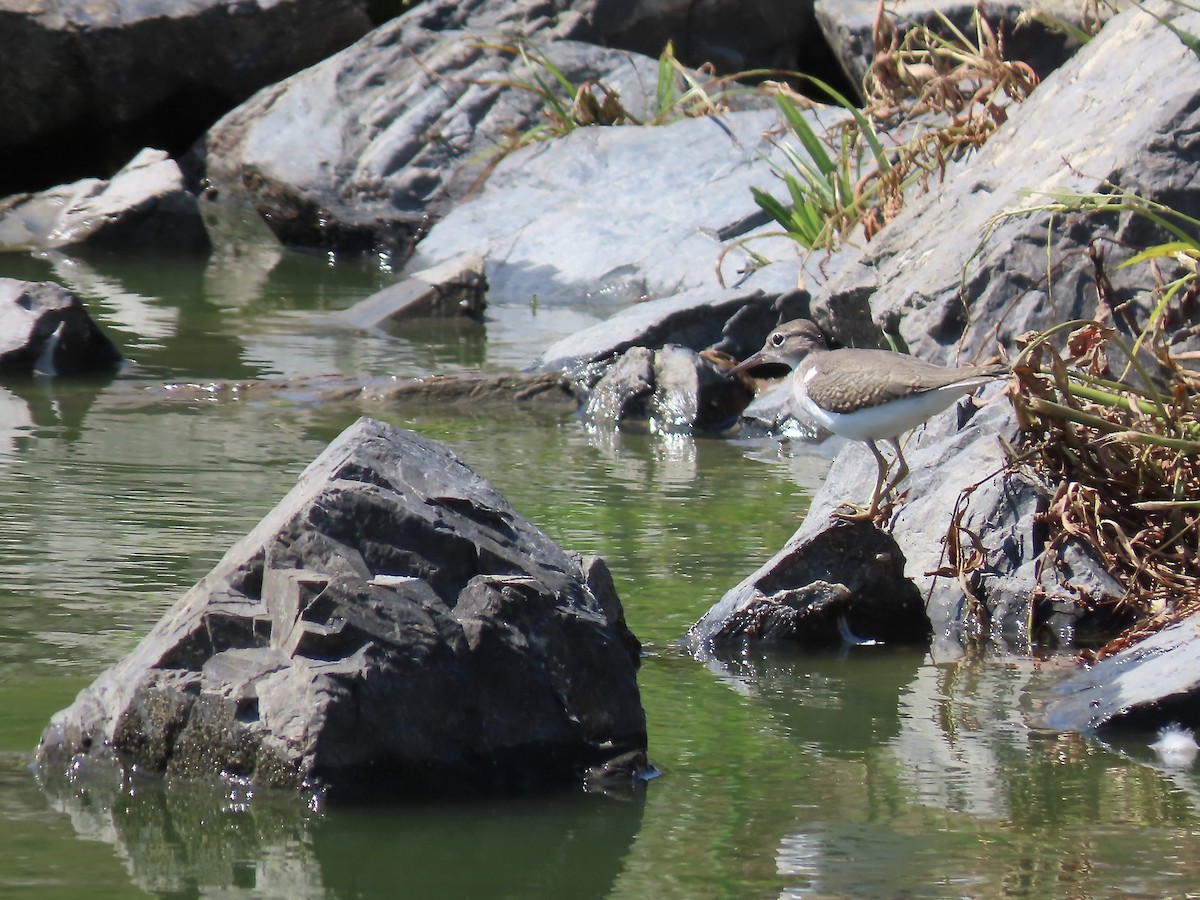 Spotted Sandpiper - Marjorie Watson