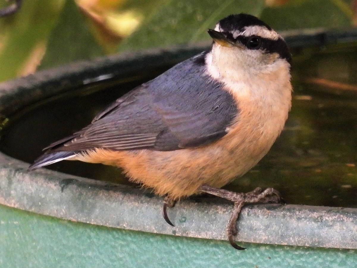 Red-breasted Nuthatch - ML366591051