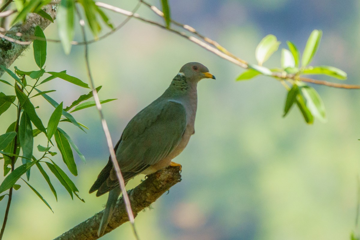 Band-tailed Pigeon - ML366593361