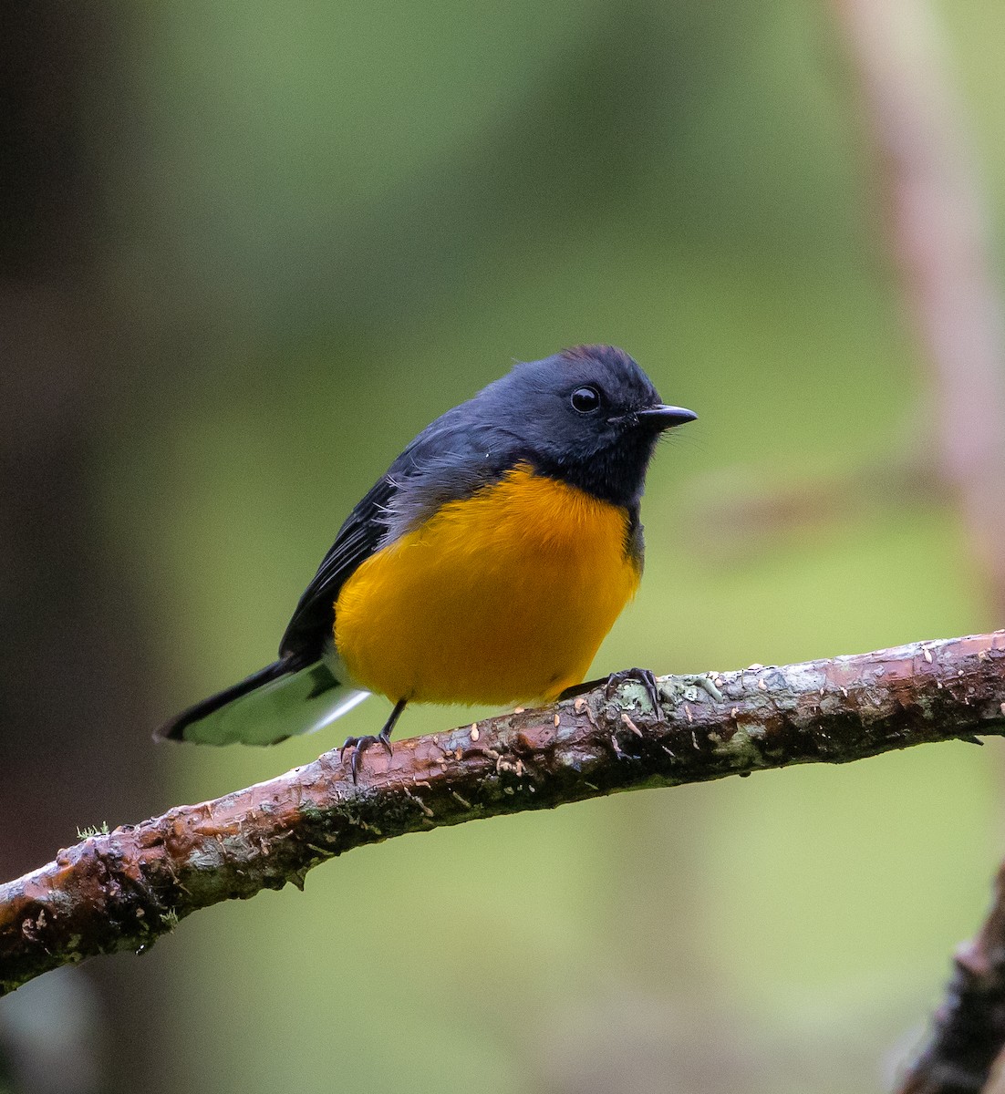 Slate-throated Redstart - Carlos Roberto Chavarria