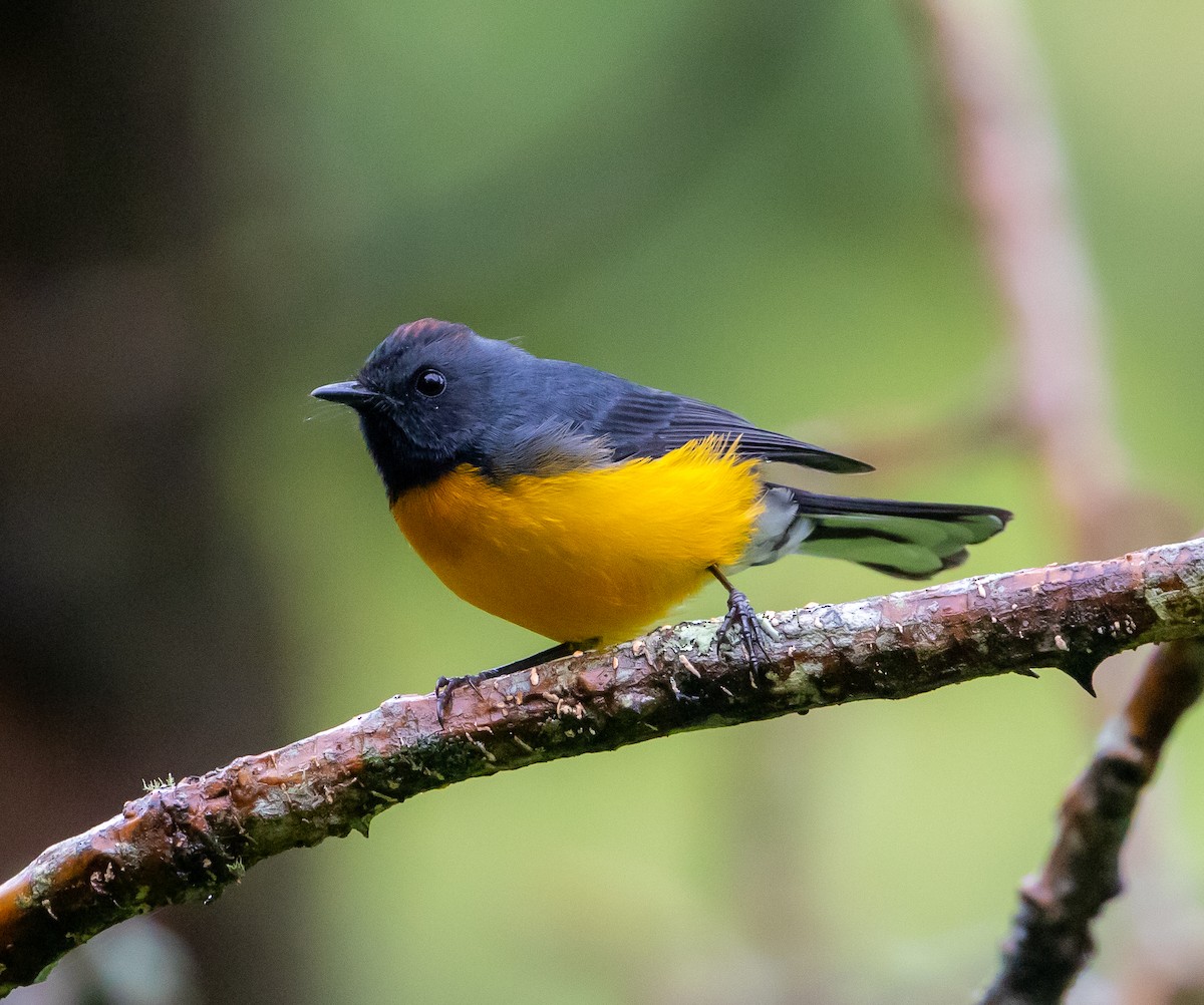 Slate-throated Redstart - Carlos Roberto Chavarria