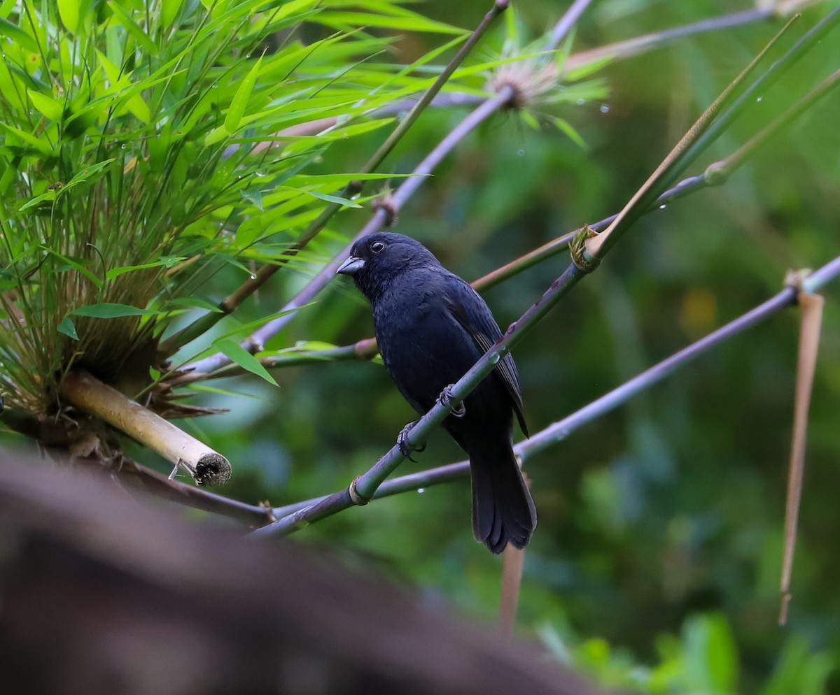 Blue Seedeater - Carlos Roberto Chavarria