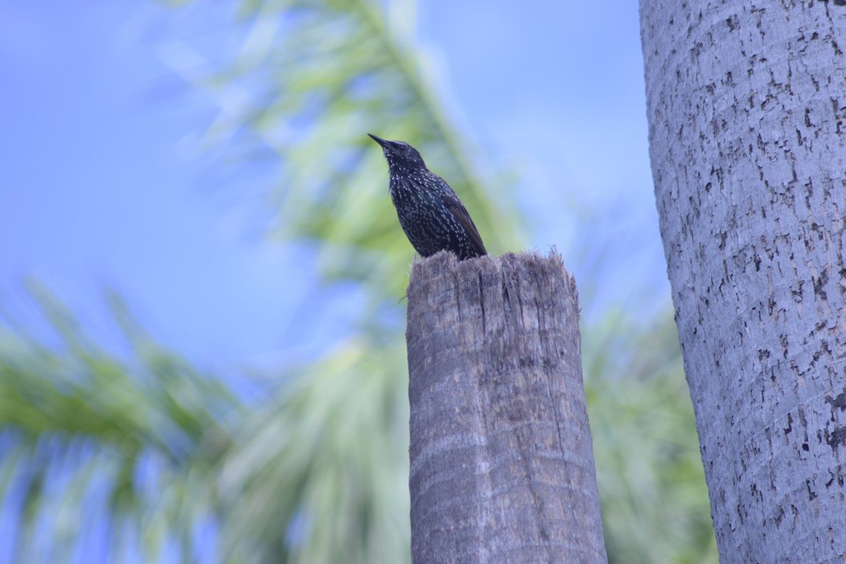 European Starling - Jovani León