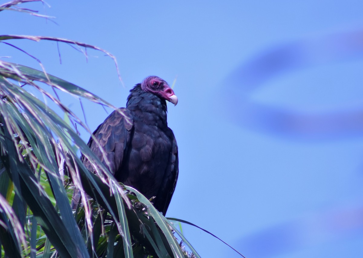 Turkey Vulture - Jovani León