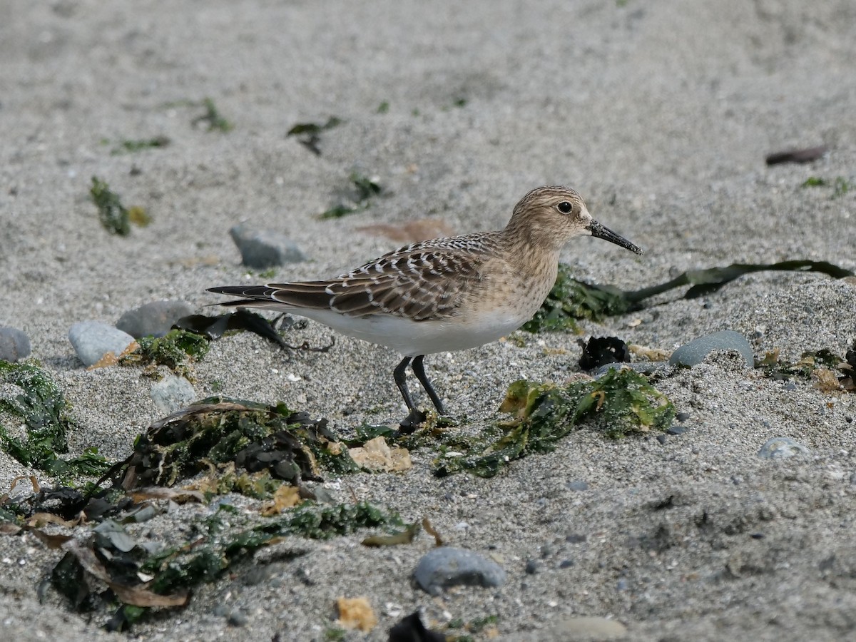 Baird's Sandpiper - Timothy Garland