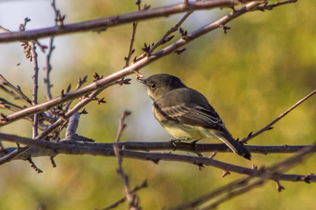 Eastern Phoebe - Linda Lewis