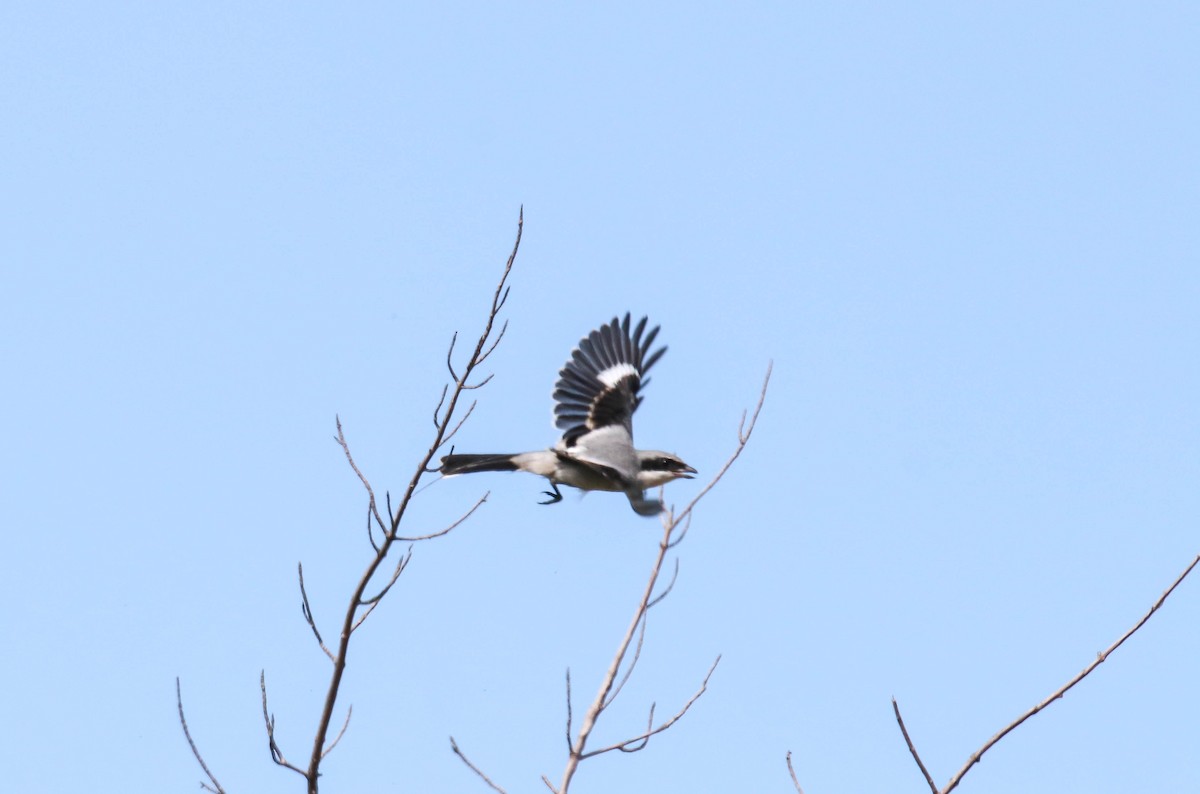 Loggerhead Shrike - Walter Parker