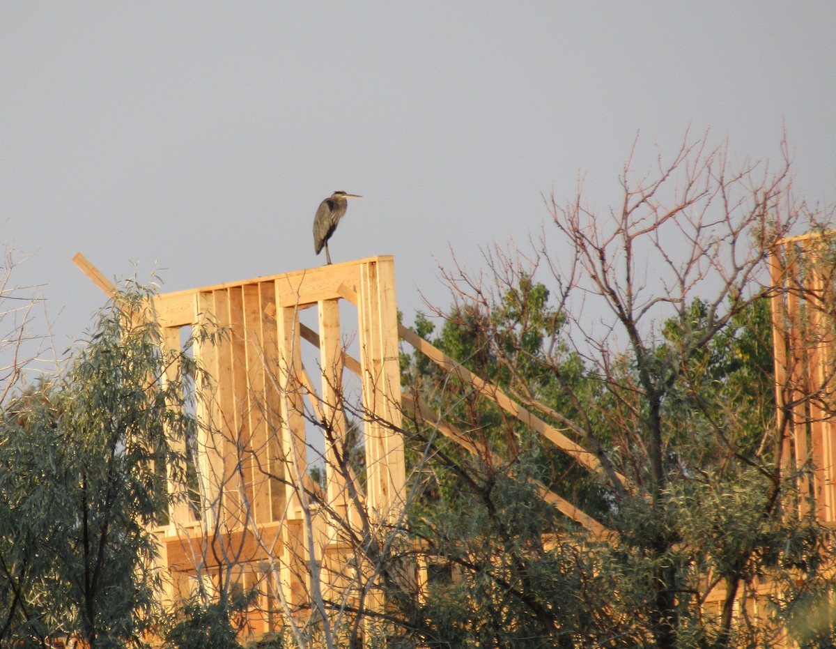 Garza Azulada - ML366597031