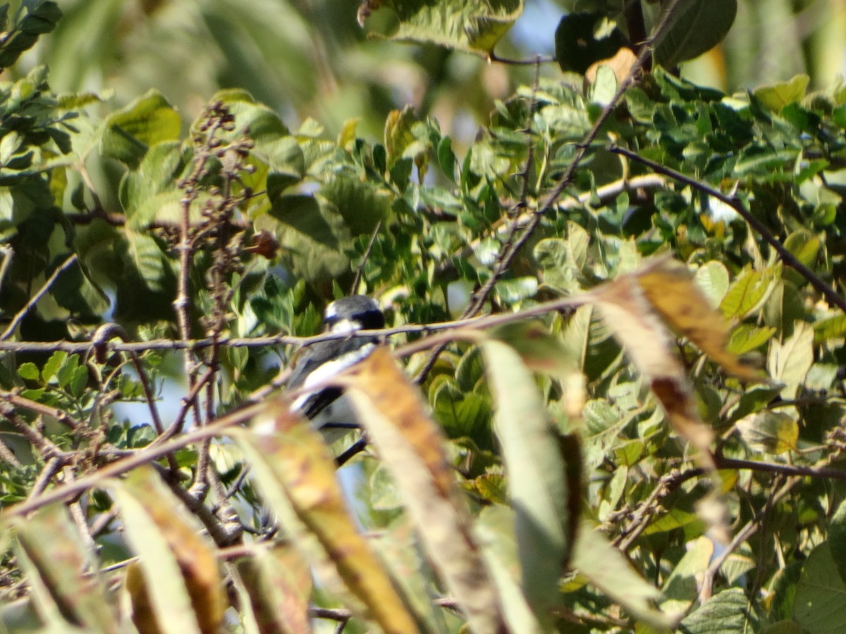 Gray-headed Batis - ML366597101