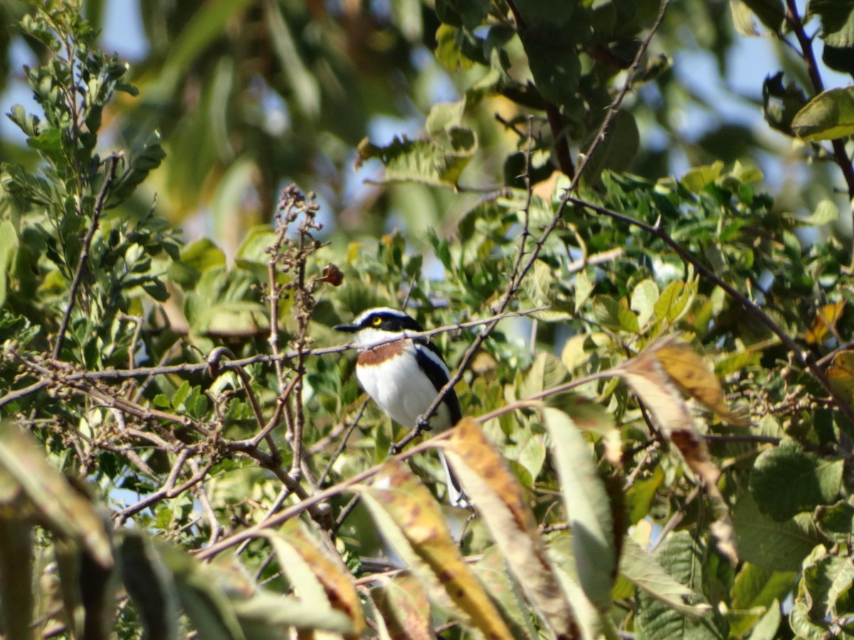 Gray-headed Batis - ML366597131