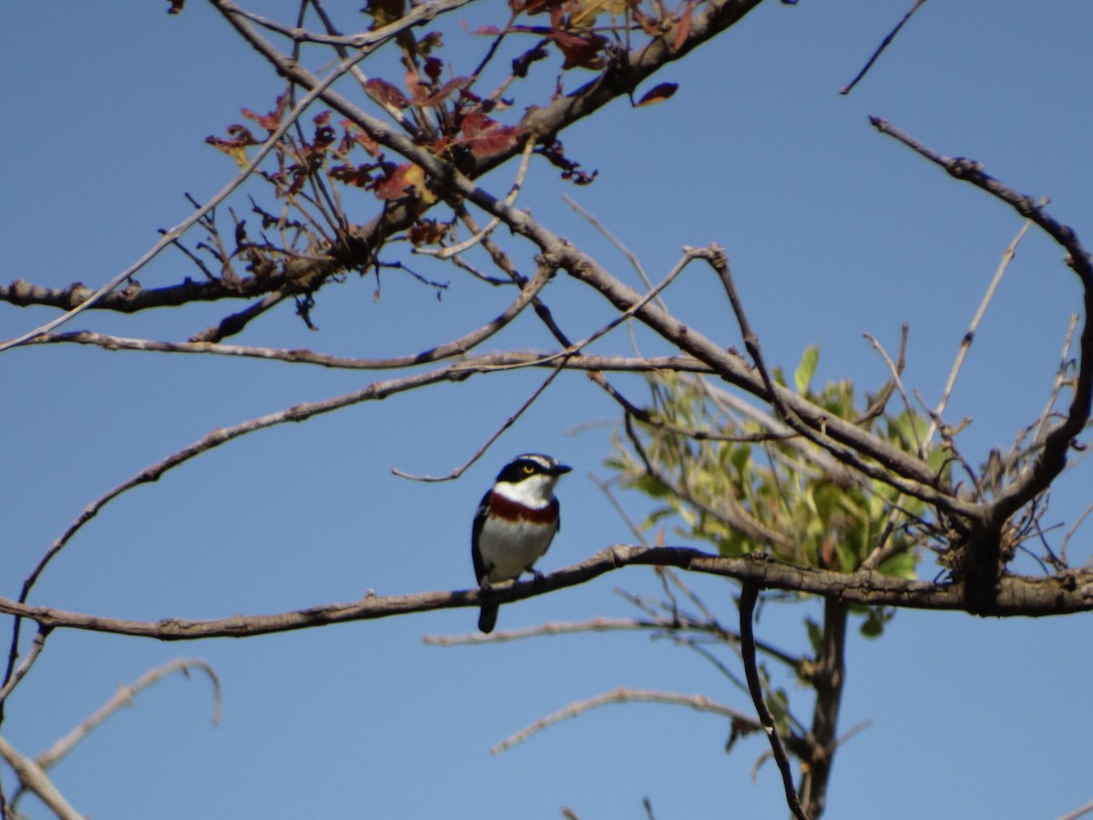Gray-headed Batis - ML366597141
