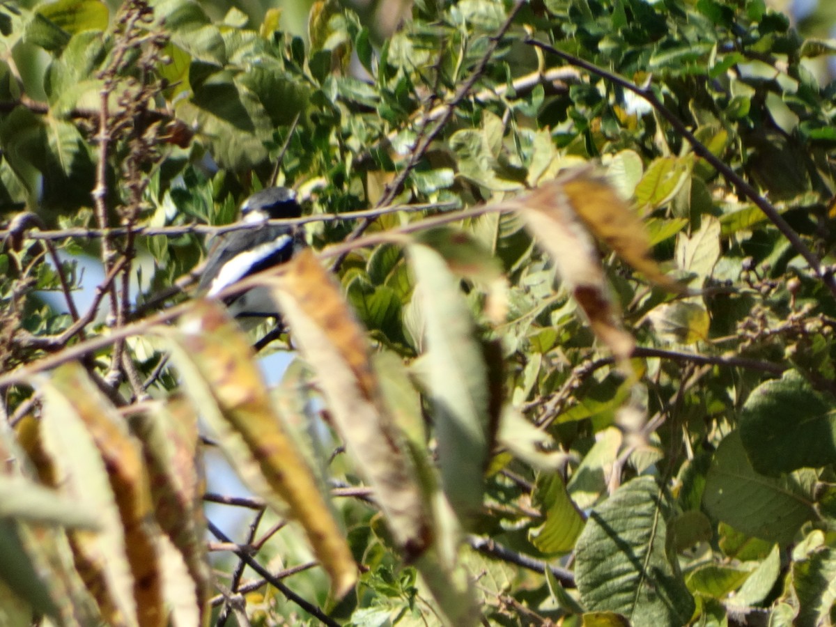 Gray-headed Batis - ML366597151