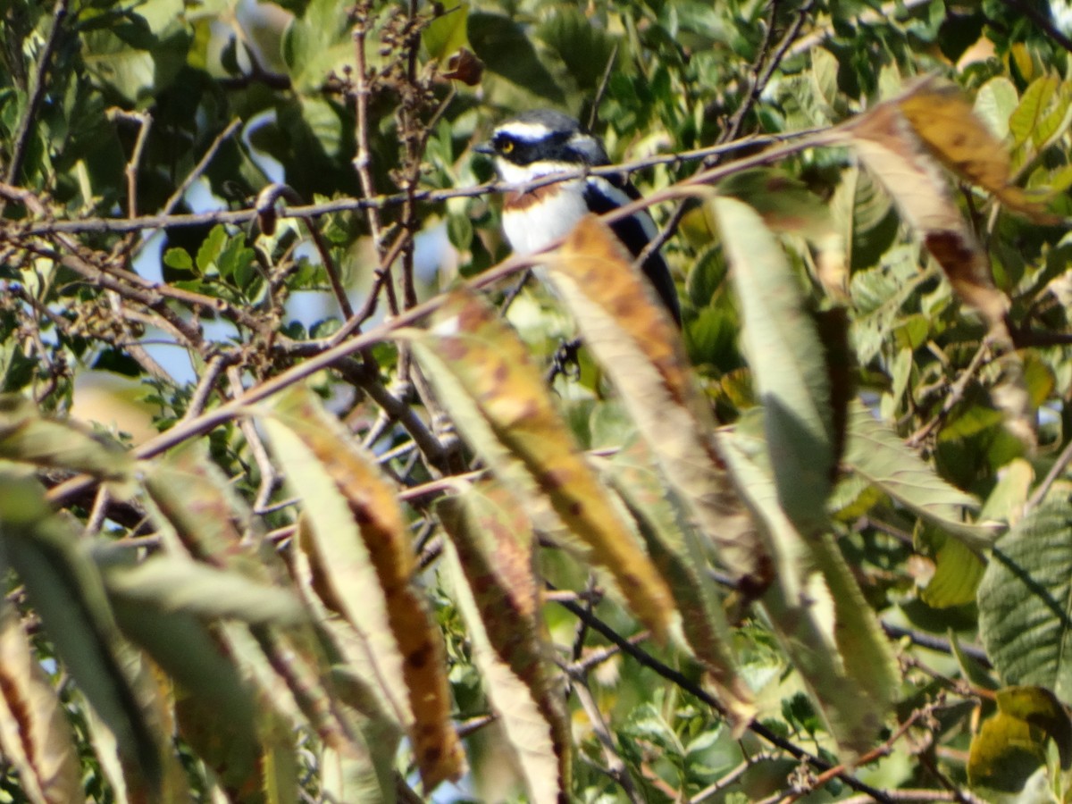 Gray-headed Batis - ML366597191