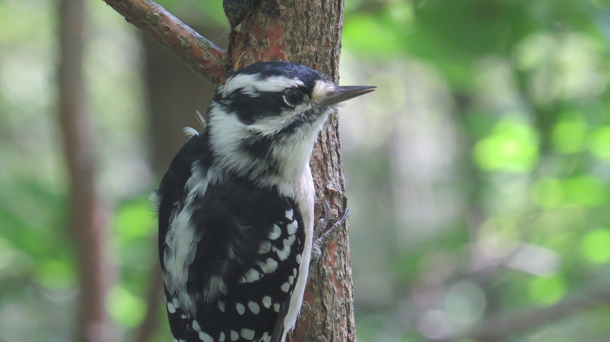 Downy Woodpecker - ML366599791