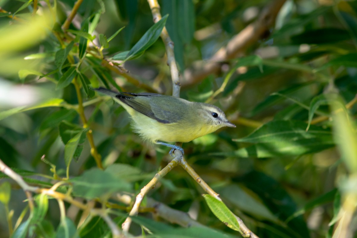 Vireo de Filadelfia - ML366600181