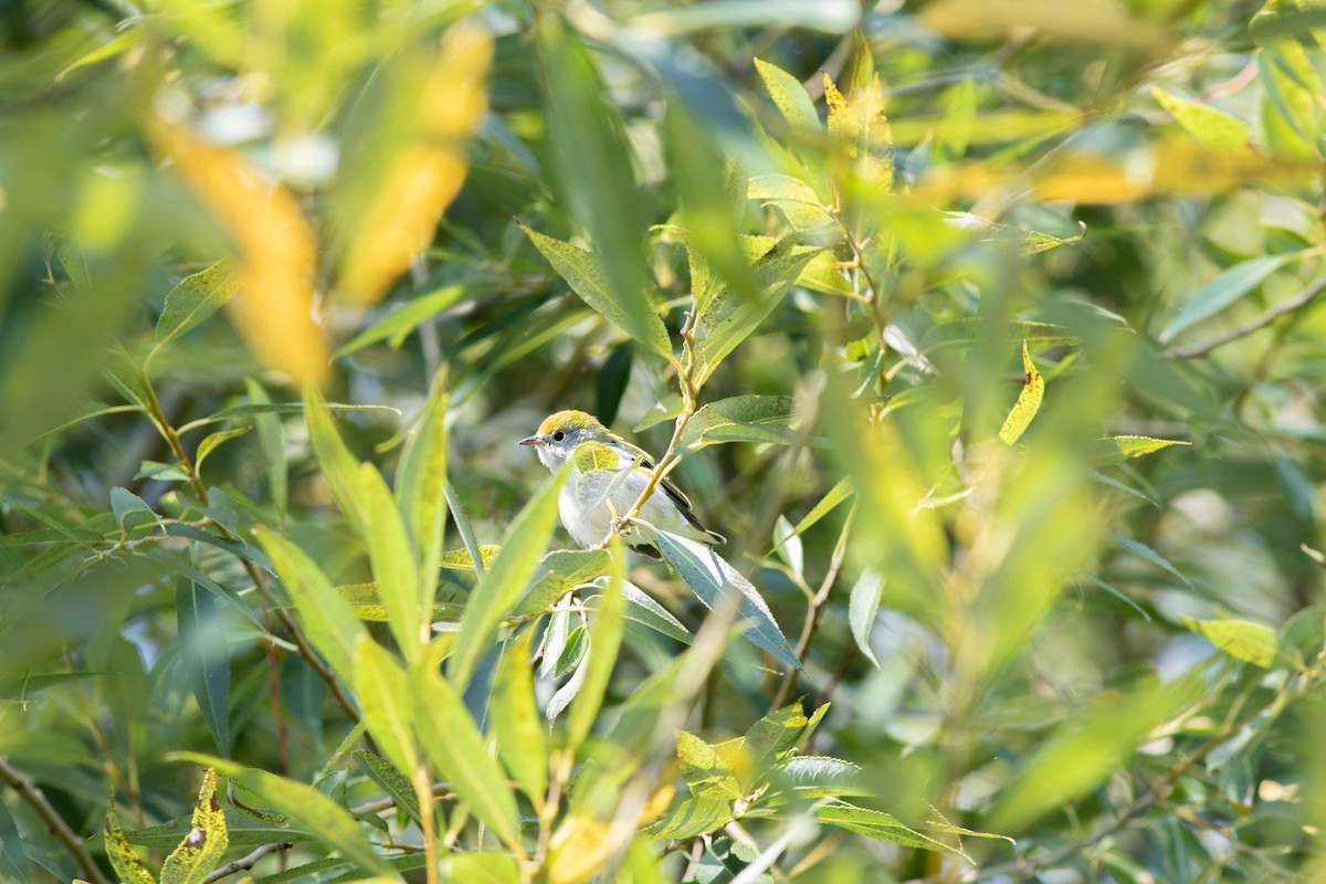 Chestnut-sided Warbler - ML366600461