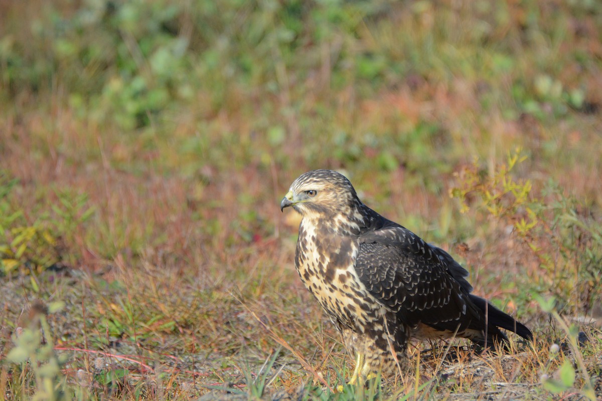 Swainson's Hawk - ML36660051