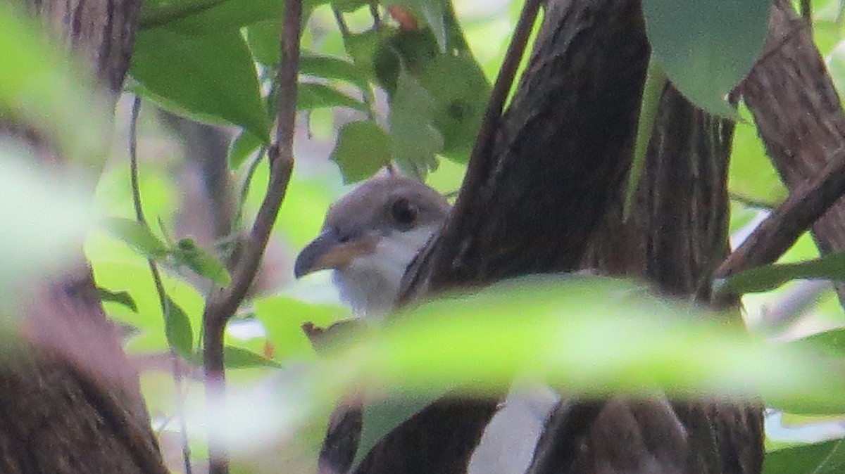 Yellow-billed Cuckoo - ML366600941