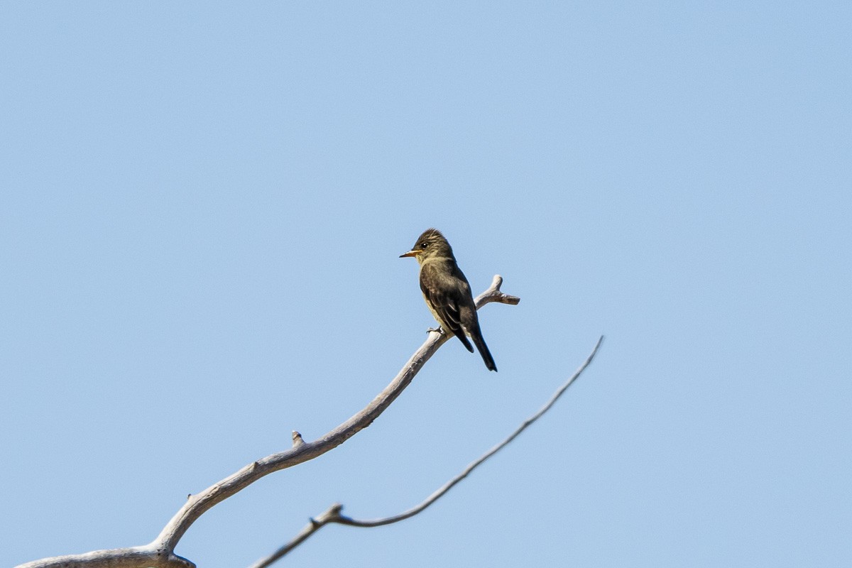 Olive-sided Flycatcher - ML366601211