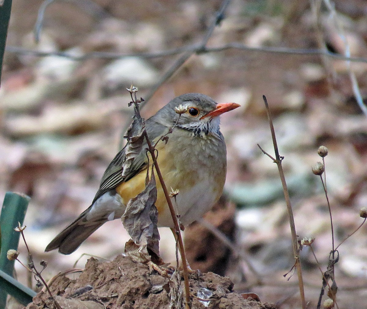 Kurrichane Thrush - ML366602271