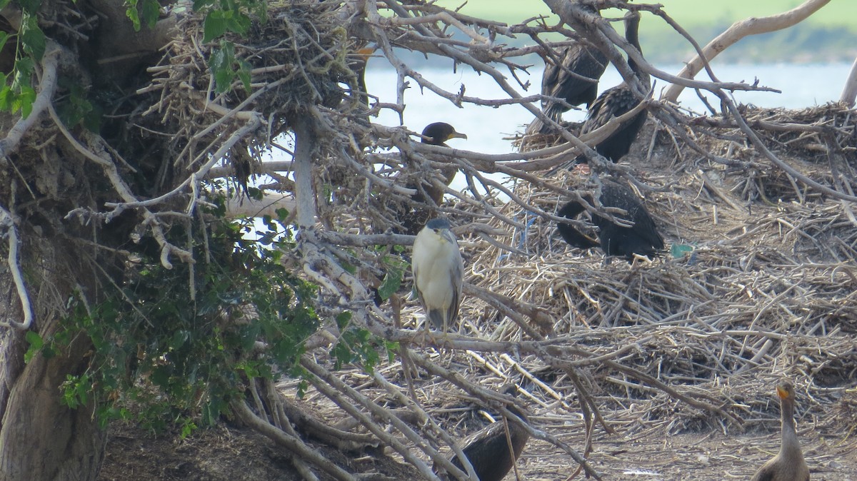 Black-crowned Night Heron - Ardea Thurston-Shaine