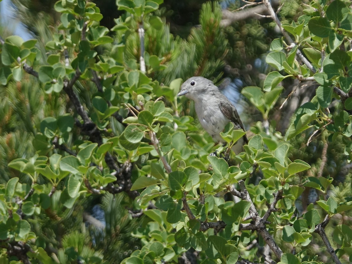 Gray Vireo - ML366603991