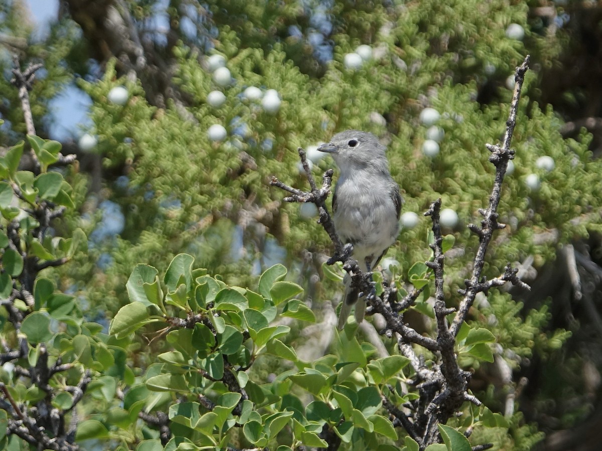 Gray Vireo - ML366604021
