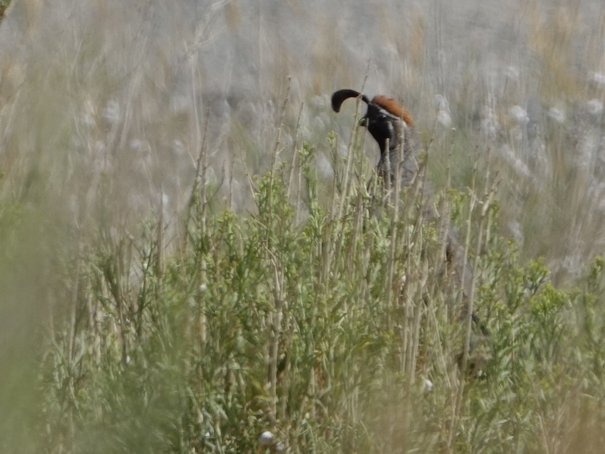 Gambel's Quail - ML366604411