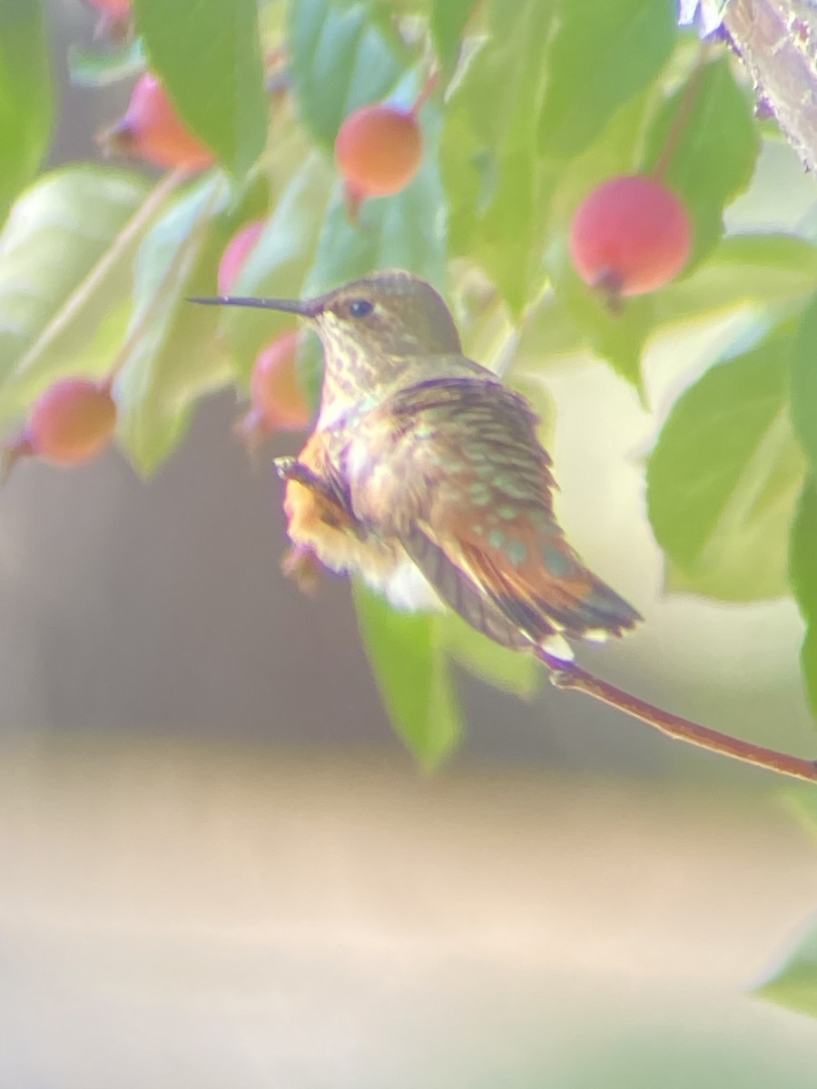 Rufous Hummingbird - ML366604421