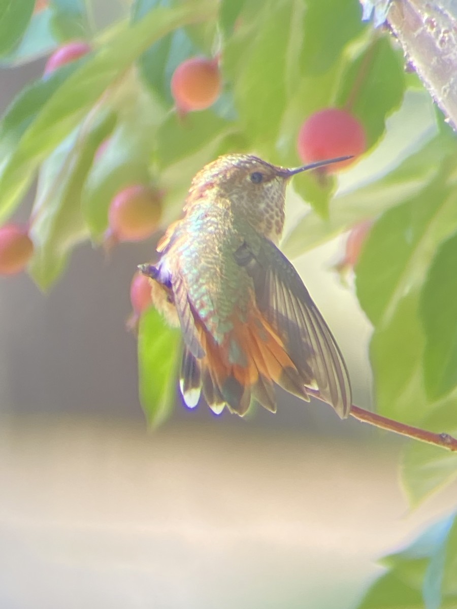 Rufous Hummingbird - ML366604431