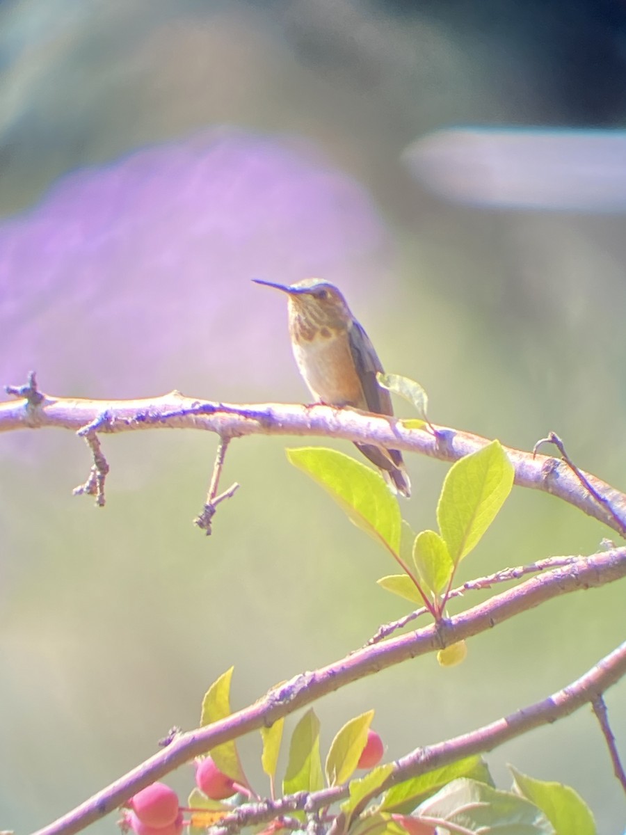 Rufous Hummingbird - ML366604451
