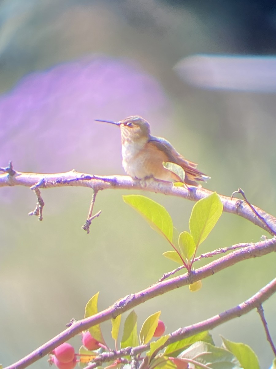 Rufous Hummingbird - ML366604521