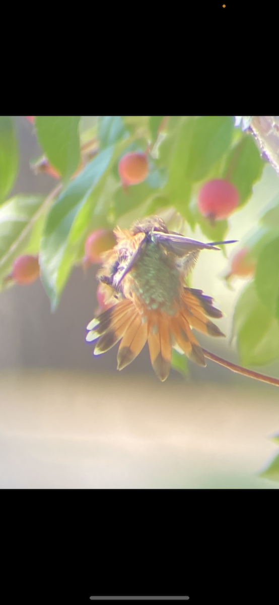 Rufous Hummingbird - ML366604591