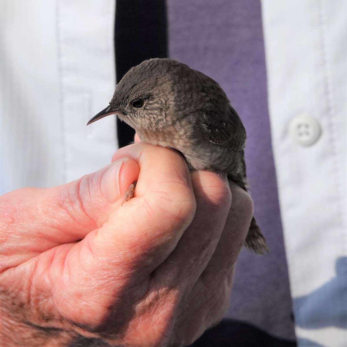 House Wren - ML366605391