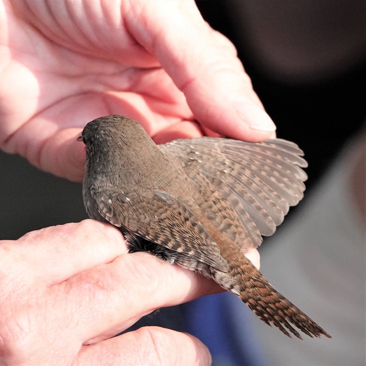 House Wren - ML366605401