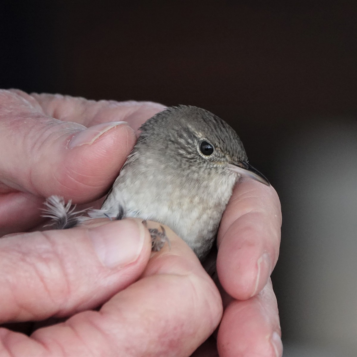 House Wren - ML366605421