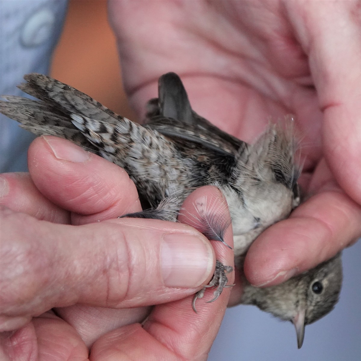 House Wren - ML366605431