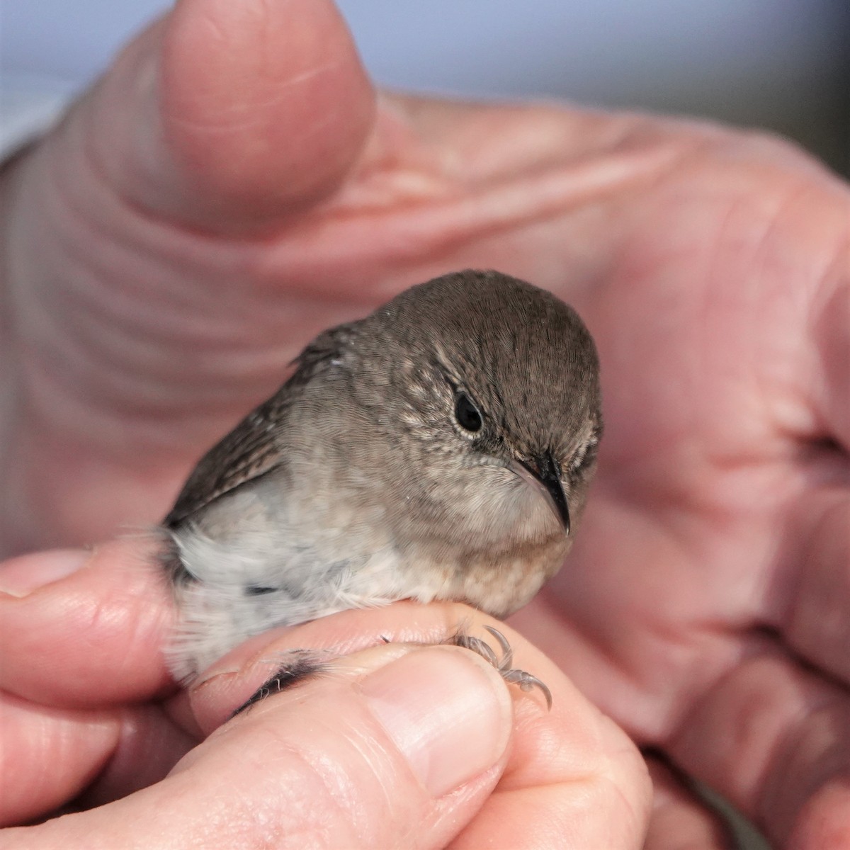 House Wren - ML366605451