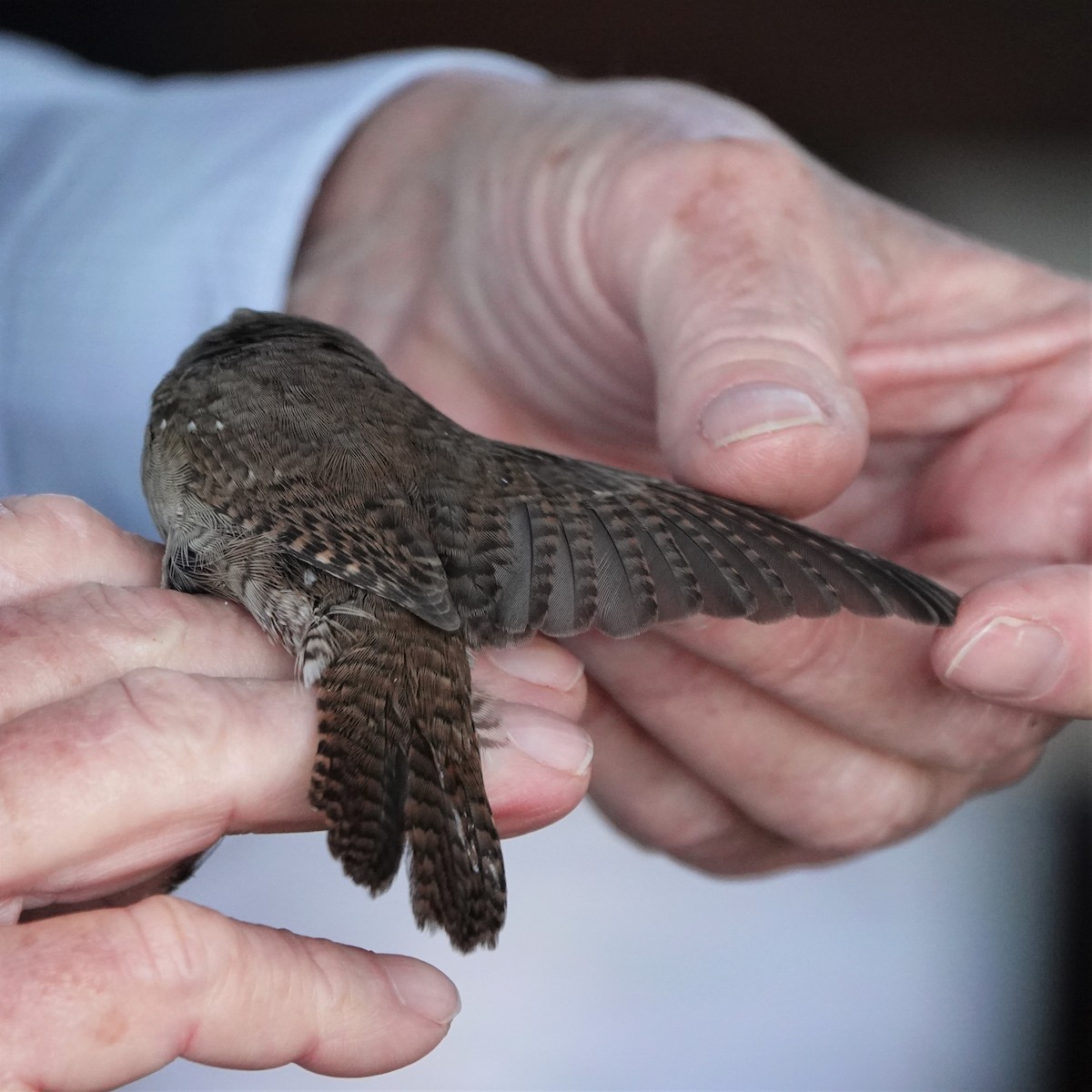 House Wren - George Ho