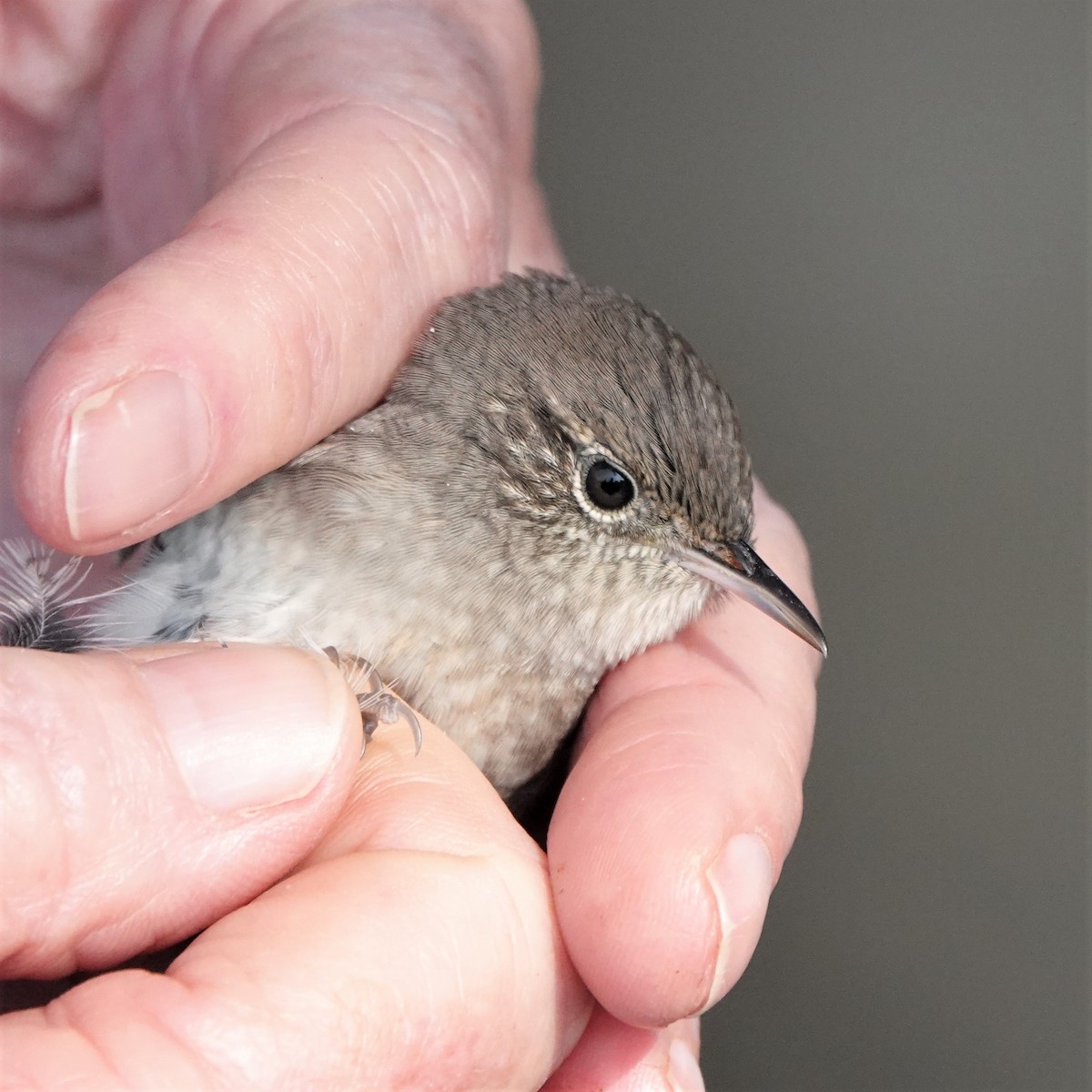 House Wren - ML366605471