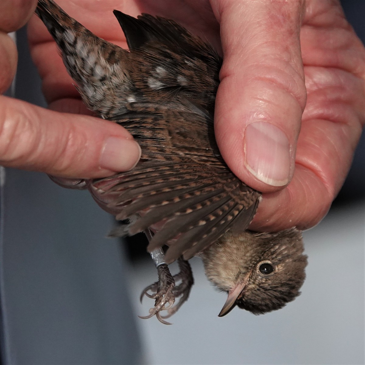 House Wren - ML366605501