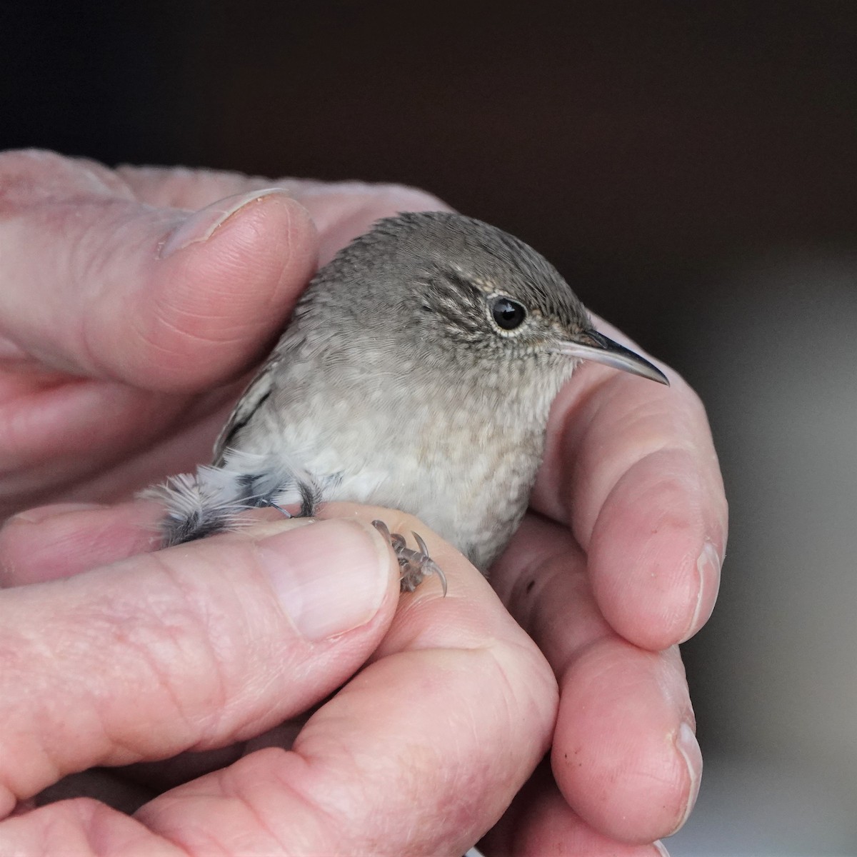 House Wren - George Ho