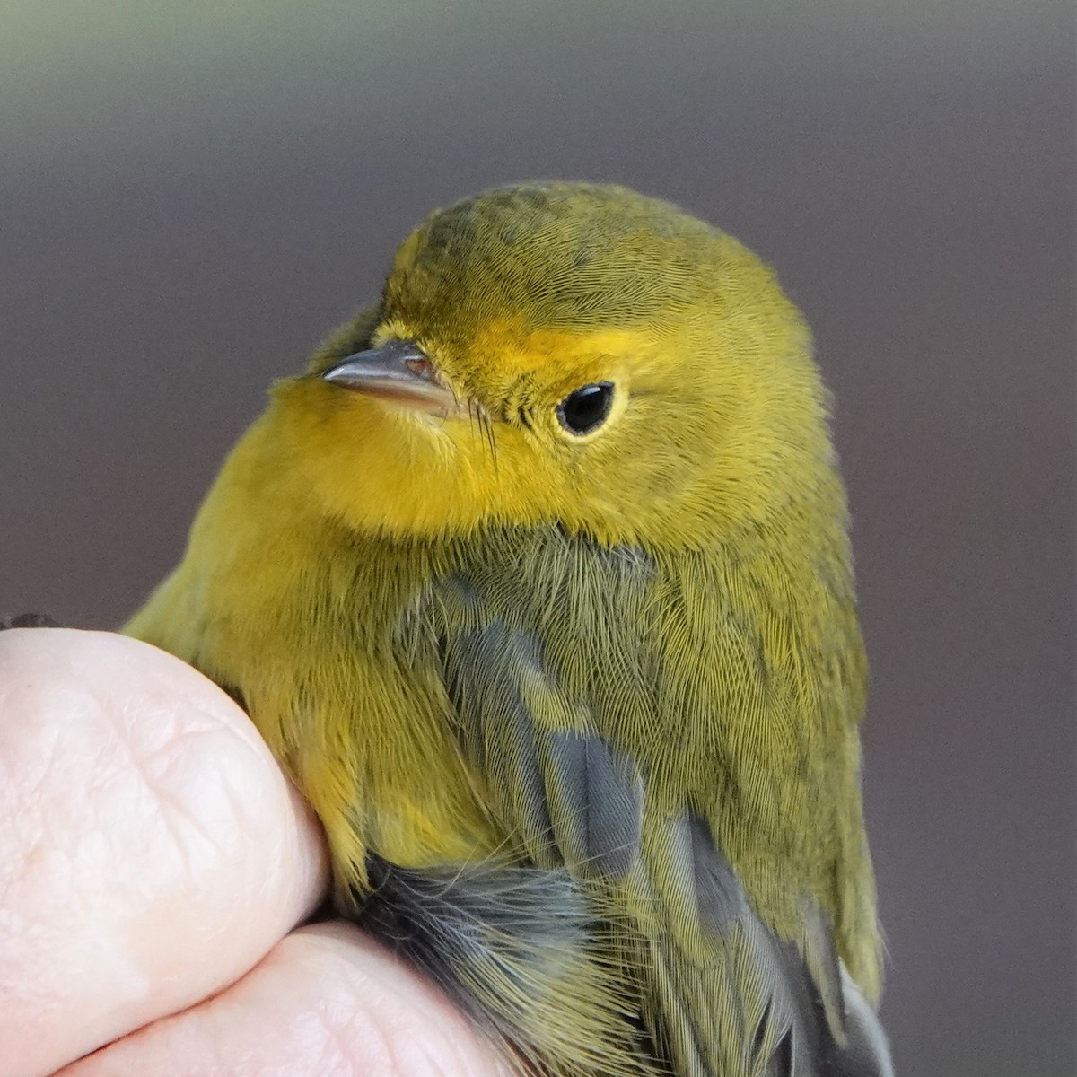 Wilson's Warbler - ML366605741